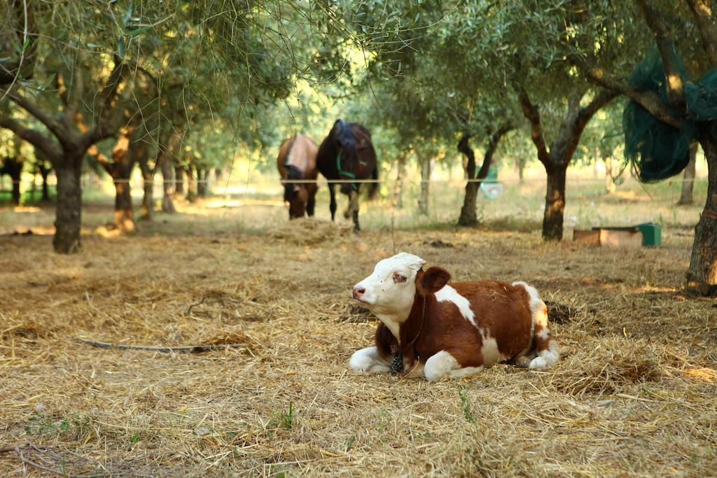 Agriturismo Il Pozzo Casal Velino Ngoại thất bức ảnh