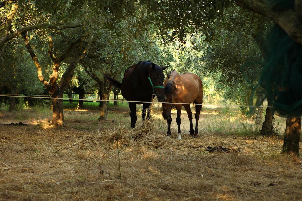 Agriturismo Il Pozzo Casal Velino Ngoại thất bức ảnh