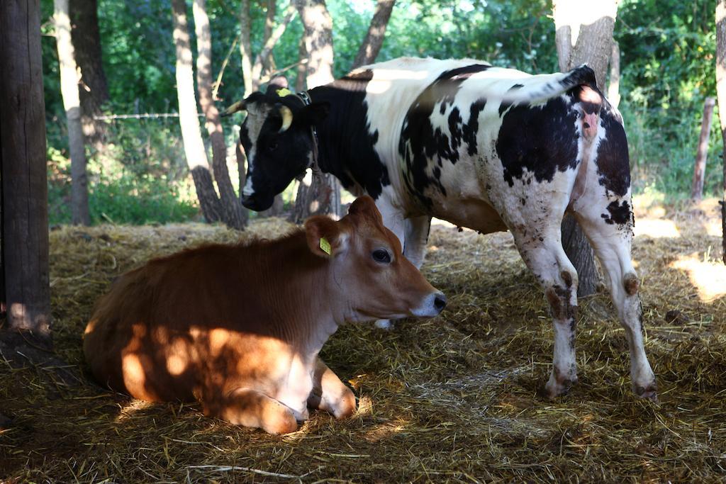 Agriturismo Il Pozzo Casal Velino Ngoại thất bức ảnh